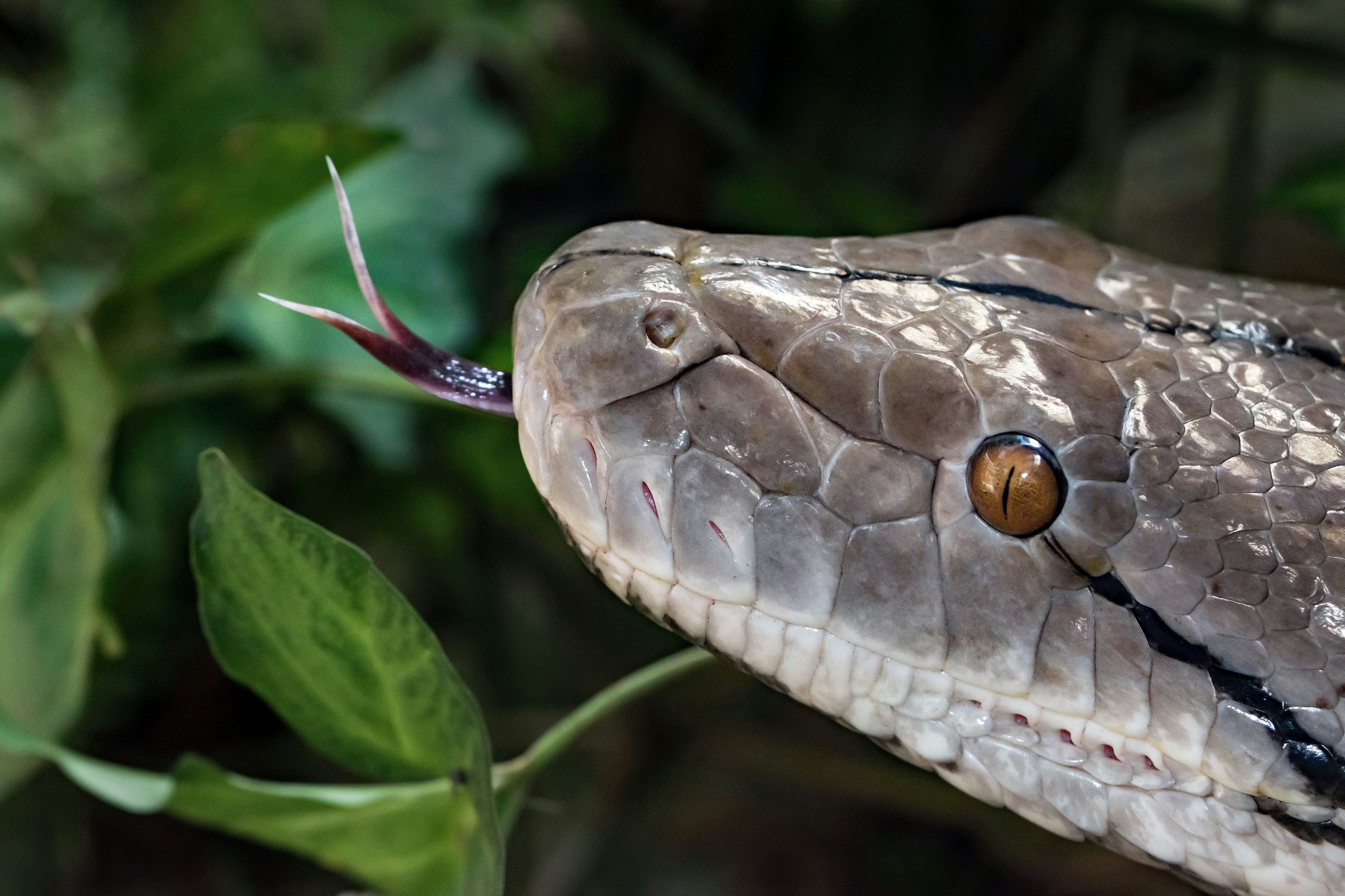 brown and white snake on green plant